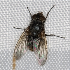 Calliphora stygia (Brown blowfly or Brown bomber) at Melba, ACT - 5 Jan 2025 by kasiaaus