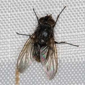 Calliphora stygia (Brown blowfly or Brown bomber) at Melba, ACT by kasiaaus