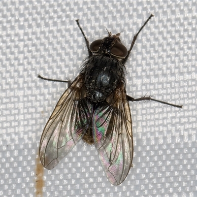 Calliphora stygia (Brown blowfly or Brown bomber) at Melba, ACT - 5 Jan 2025 by kasiaaus