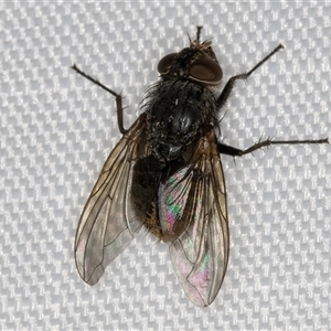 Calliphora stygia at Melba, ACT - 5 Jan 2025