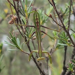 Pseudomantis albofimbriata at Bungendore, NSW - suppressed