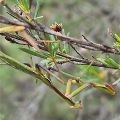 Pseudomantis albofimbriata at Bungendore, NSW - suppressed