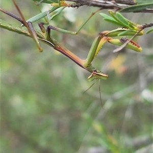 Pseudomantis albofimbriata at Bungendore, NSW - suppressed