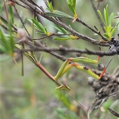 Pseudomantis albofimbriata at Bungendore, NSW - suppressed