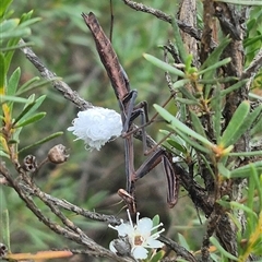 Pseudomantis albofimbriata (False garden mantis) at Bungendore, NSW - 6 Jan 2025 by clarehoneydove