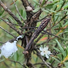 Pseudomantis albofimbriata at Bungendore, NSW - suppressed