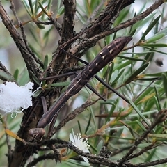 Pseudomantis albofimbriata at Bungendore, NSW - suppressed