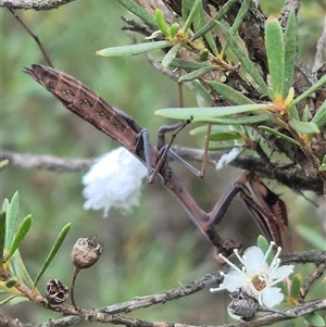 Pseudomantis albofimbriata at Bungendore, NSW - suppressed