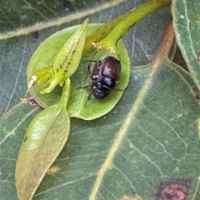 Unverified Scarab beetle (Scarabaeidae) at Benandarah, NSW - 6 Jan 2025 by ajlandford