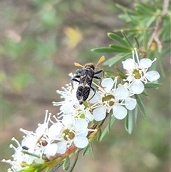 Scrobiger splendidus (Clerid beetle) at Bungendore, NSW - 6 Jan 2025 by clarehoneydove