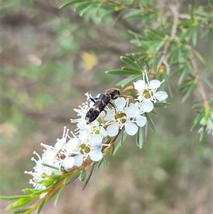 Scrobiger splendidus at Bungendore, NSW - suppressed