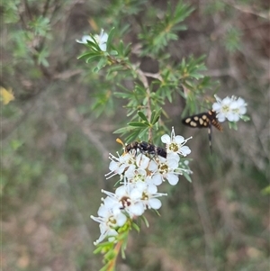 Scrobiger splendidus at Bungendore, NSW - suppressed