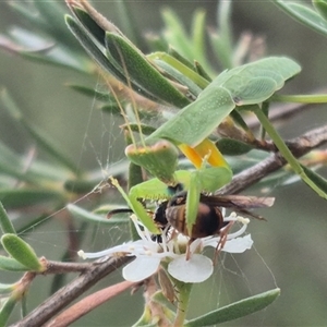 Orthodera ministralis at Bungendore, NSW - 6 Jan 2025