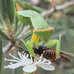 Orthodera ministralis at Bungendore, NSW - 6 Jan 2025