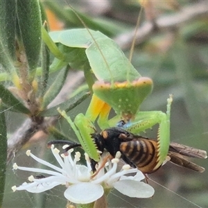 Orthodera ministralis at Bungendore, NSW - 6 Jan 2025