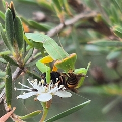 Orthodera ministralis at Bungendore, NSW - 6 Jan 2025