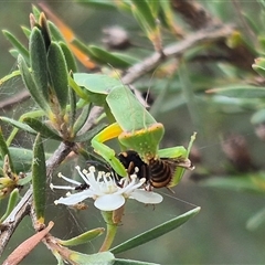 Orthodera ministralis at Bungendore, NSW - 6 Jan 2025