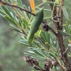 Orthodera ministralis at Bungendore, NSW - 6 Jan 2025