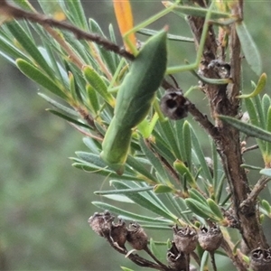 Orthodera ministralis at Bungendore, NSW - 6 Jan 2025