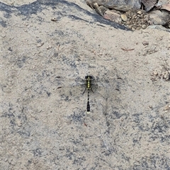 Austrogomphus cornutus at Bungendore, NSW - 6 Jan 2025 by clarehoneydove