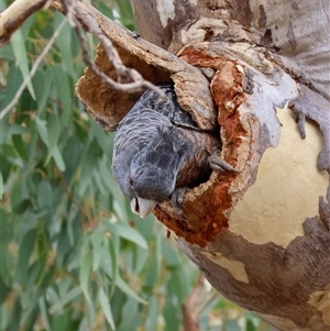 Callocephalon fimbriatum (identifiable birds) at Hughes, ACT - suppressed