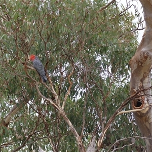 Callocephalon fimbriatum (identifiable birds) at Hughes, ACT - suppressed