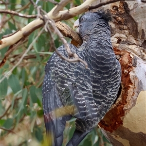 Callocephalon fimbriatum (identifiable birds) at Hughes, ACT - suppressed