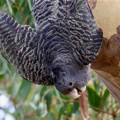 Callocephalon fimbriatum (identifiable birds) at Hughes, ACT - suppressed