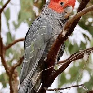 Callocephalon fimbriatum (identifiable birds) at Hughes, ACT - suppressed