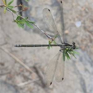 Austroargiolestes icteromelas at Bungendore, NSW - suppressed