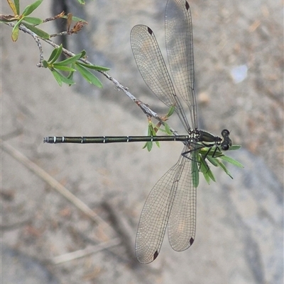 Austroargiolestes icteromelas at Bungendore, NSW - 6 Jan 2025 by clarehoneydove