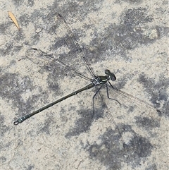 Austroargiolestes icteromelas at Bungendore, NSW - suppressed