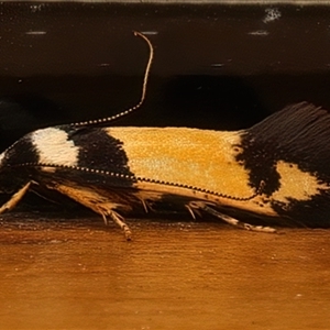 Cosmopterigidae (family) undescribed species (a cosmet moth) at Ainslie, ACT by jb2602