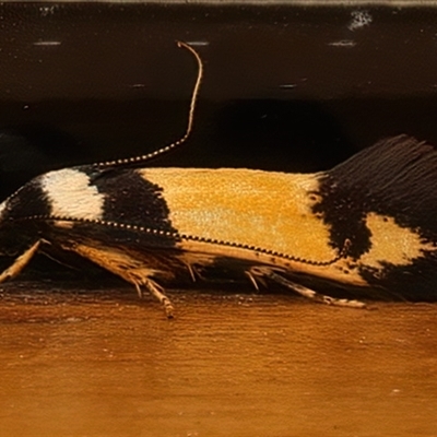 Cosmopterigidae (family) undescribed species (a cosmet moth) at Ainslie, ACT - 6 Jan 2025 by jb2602