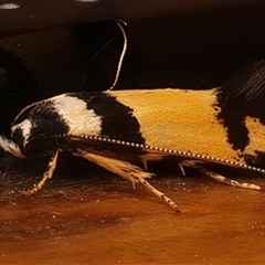 Cosmopterigidae (family) undescribed species at Ainslie, ACT - 6 Jan 2025 10:50 AM