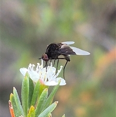 Geron nigralis (Slender bee fly) at Bungendore, NSW - 6 Jan 2025 by clarehoneydove