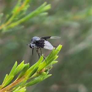 Geron nigralis (Slender bee fly) at Bungendore, NSW by clarehoneydove