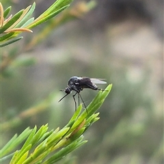 Geron nigralis at Bungendore, NSW - suppressed