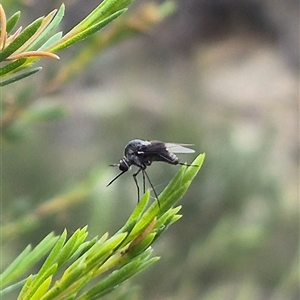 Geron nigralis at Bungendore, NSW - 6 Jan 2025