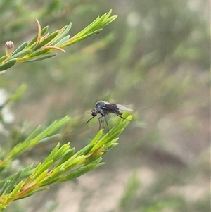 Geron nigralis at Bungendore, NSW - 6 Jan 2025