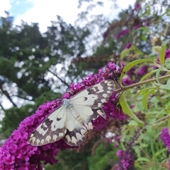 Delias aganippe (Spotted Jezebel) at Penrose, NSW - 5 Jan 2025 by Aussiegall