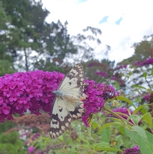 Delias aganippe at Penrose, NSW - suppressed