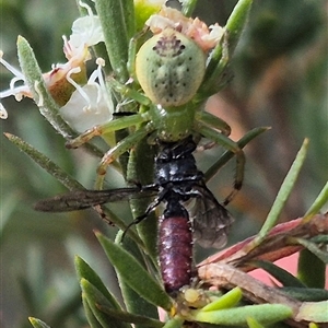 Australomisidia pilula at Bungendore, NSW by clarehoneydove