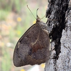 Heteronympha merope (Common Brown Butterfly) at Bungendore, NSW - 6 Jan 2025 by clarehoneydove