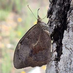 Heteronympha merope at Bungendore, NSW - 6 Jan 2025