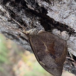 Heteronympha merope at Bungendore, NSW - 6 Jan 2025