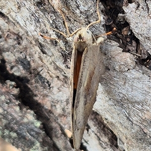 Heteronympha merope at Bungendore, NSW - 6 Jan 2025