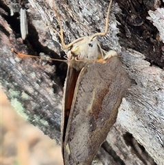 Heteronympha merope at Bungendore, NSW - 6 Jan 2025