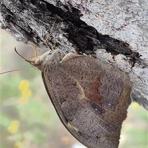 Heteronympha merope at Bungendore, NSW - 6 Jan 2025