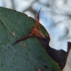 Arkys walckenaeri (Triangle spider) at Bungendore, NSW - 6 Jan 2025 by clarehoneydove